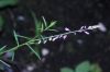 image of Polygala paniculata