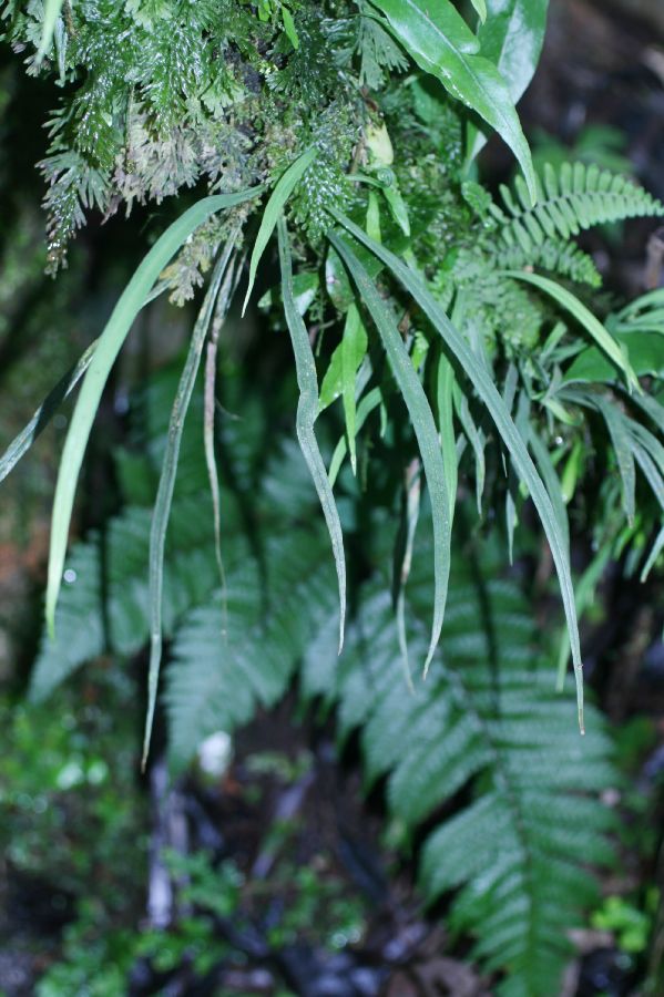 Pteridaceae Polytaenium lineatum