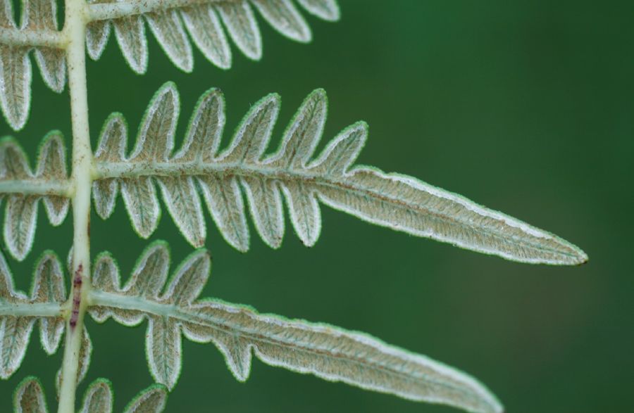 Dennstaedtiaceae Pteridium pseudocaudatum