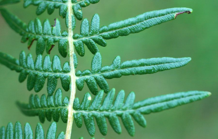 Dennstaedtiaceae Pteridium pseudocaudatum