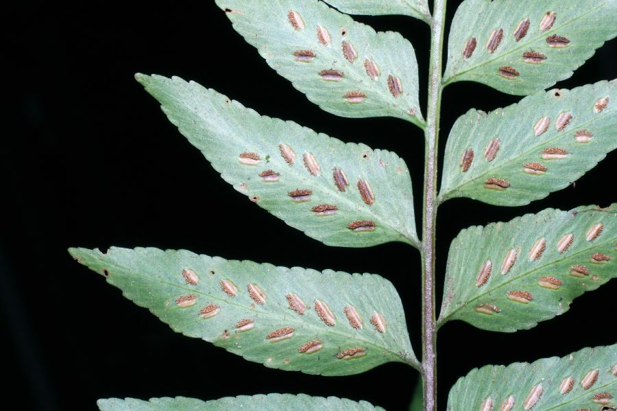 Aspleniaceae Asplenium feei