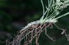 image of Campyloneurum angustifolium