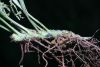 image of Campyloneurum angustifolium