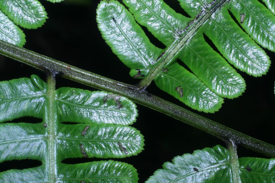 Athyriaceae Diplazium lindbergii