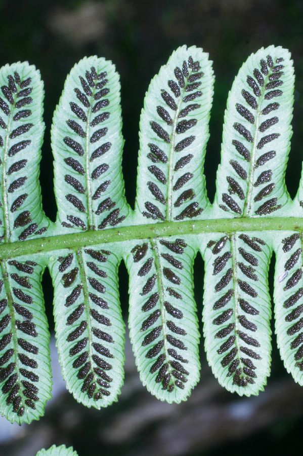Athyriaceae Diplazium lindbergii