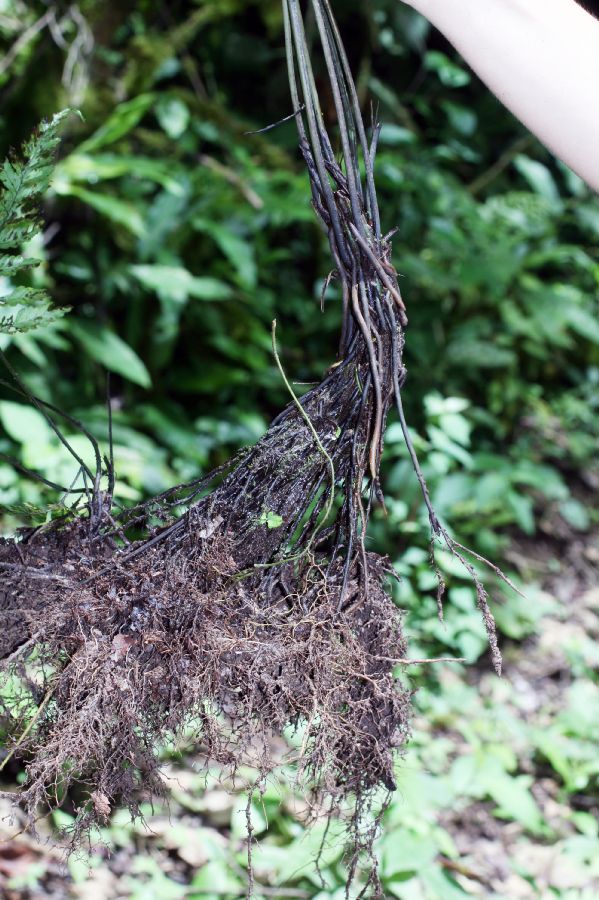 Athyriaceae Diplazium prominulum