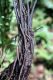 image of Diplazium prominulum