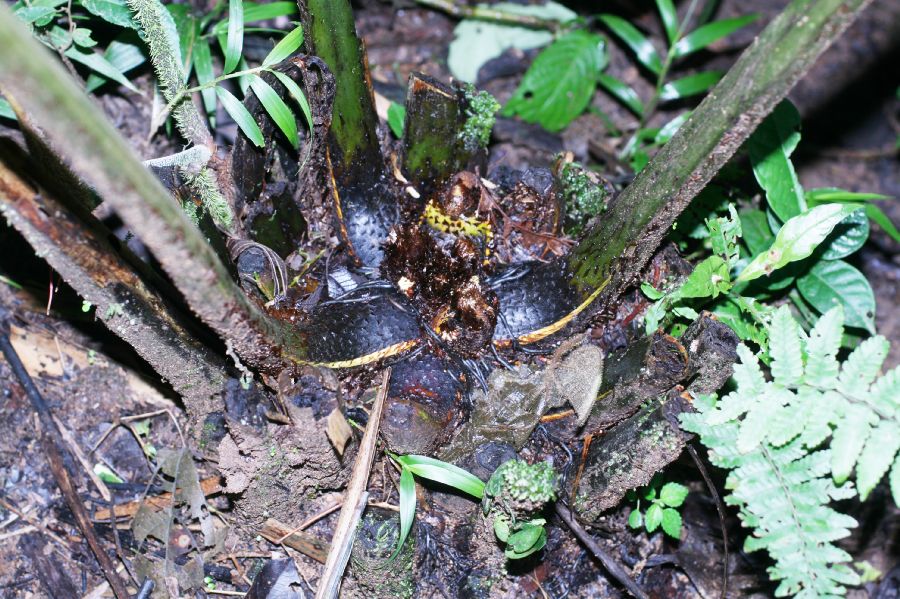 Athyriaceae Diplazium sp1