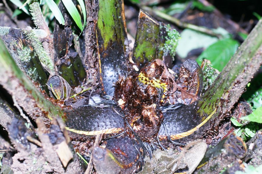 Athyriaceae Diplazium sp1