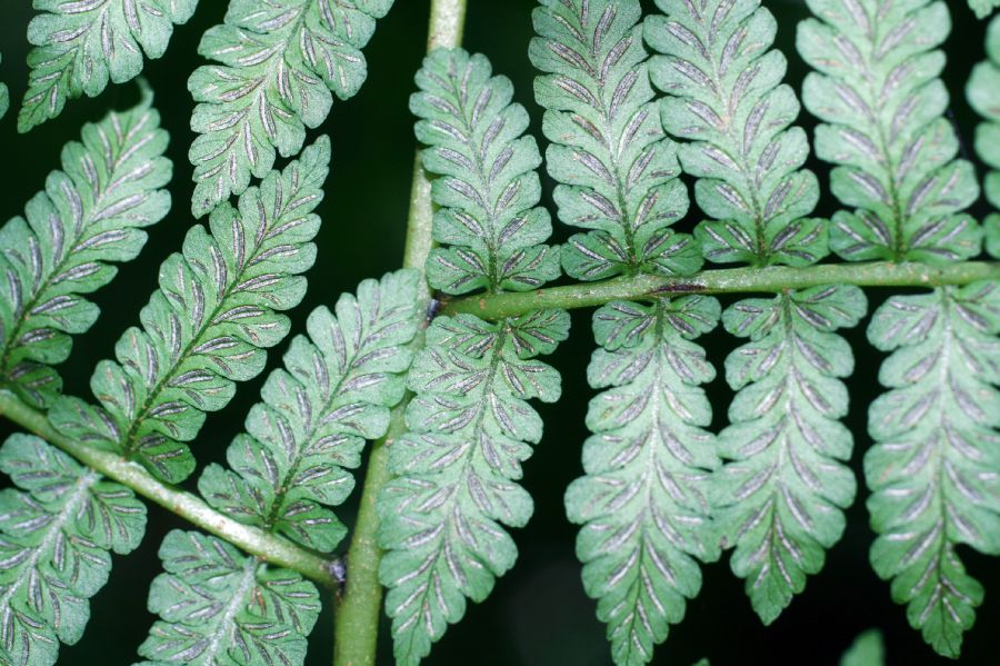 Athyriaceae Diplazium sp1