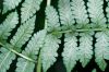 image of Diplazium sp1