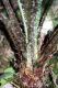 image of Dryopteris patula