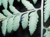 image of Dryopteris patula