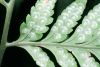 image of Dryopteris patula