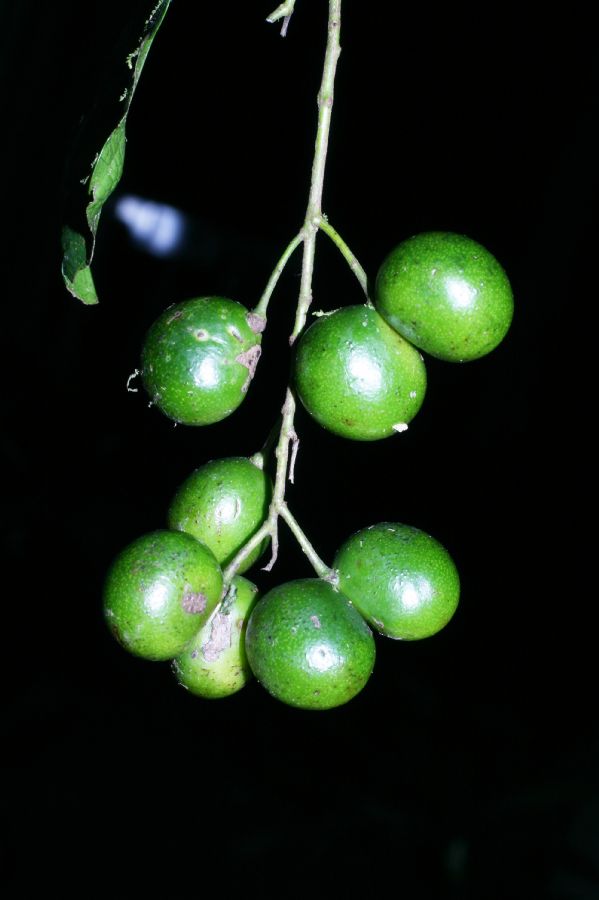 Menispermaceae Hyperbaena eladioana
