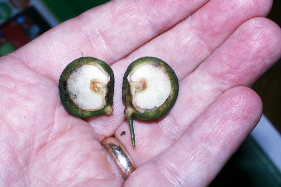 Menispermaceae Hyperbaena eladioana
