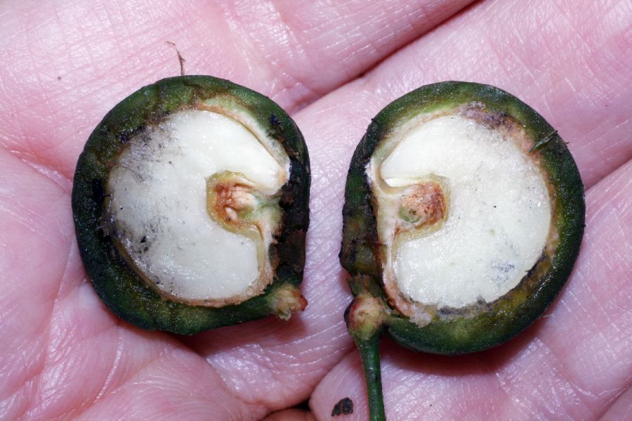 Menispermaceae Hyperbaena eladioana