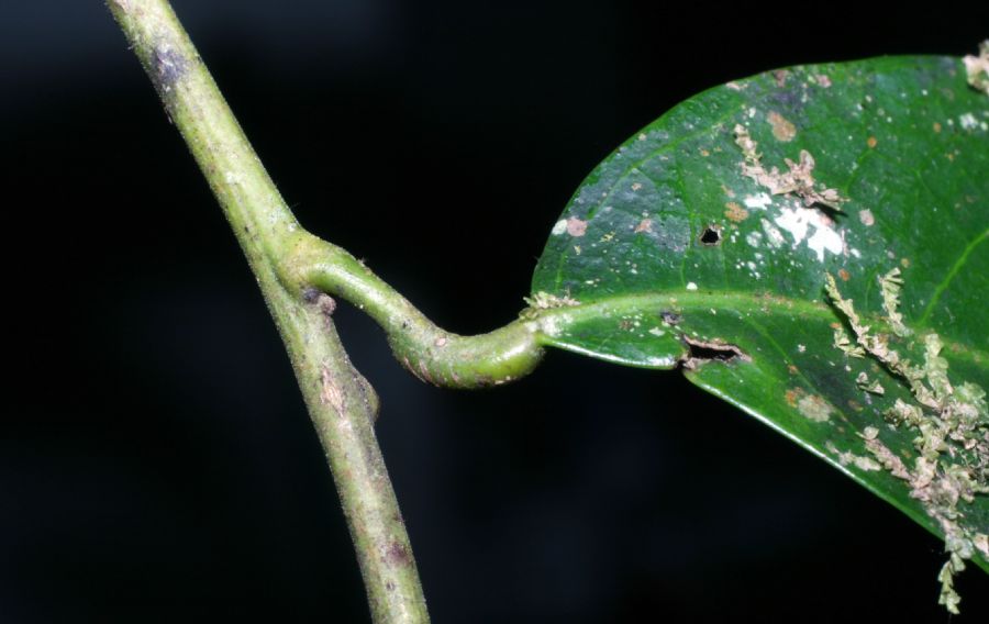 Menispermaceae Hyperbaena eladioana