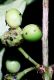 image of Mollinedia viridiflora