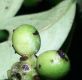 image of Mollinedia viridiflora