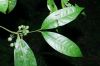 image of Mollinedia viridiflora