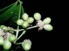 image of Mollinedia viridiflora