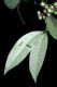 image of Mollinedia viridiflora