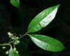 image of Mollinedia viridiflora