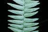 image of Nephrolepis undulata