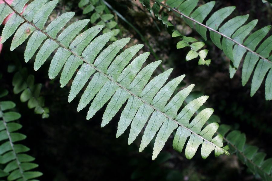 Nephrolepidaceae Nephrolepis undulata