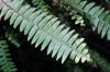 image of Nephrolepis undulata