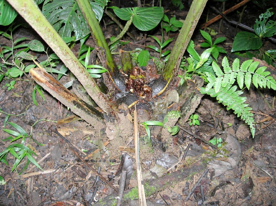 Athyriaceae Diplazium 
