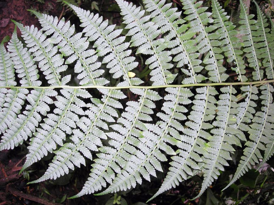 Athyriaceae Diplazium 