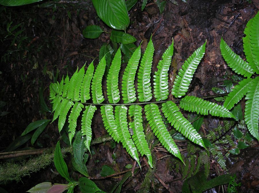 Athyriaceae Diplazium lindbergii