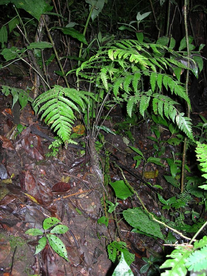 Athyriaceae Diplazium prominulum