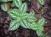 image of Pilea cadieri