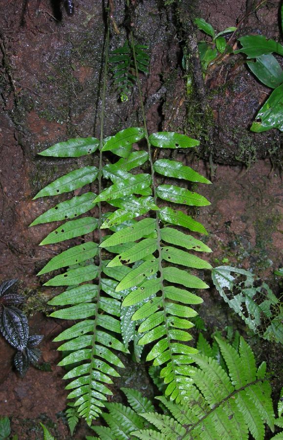Polypodiaceae Pecluma dulcis