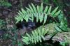 image of Polypodium plesiosorum