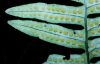 image of Polypodium plesiosorum