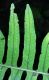 image of Polypodium plesiosorum