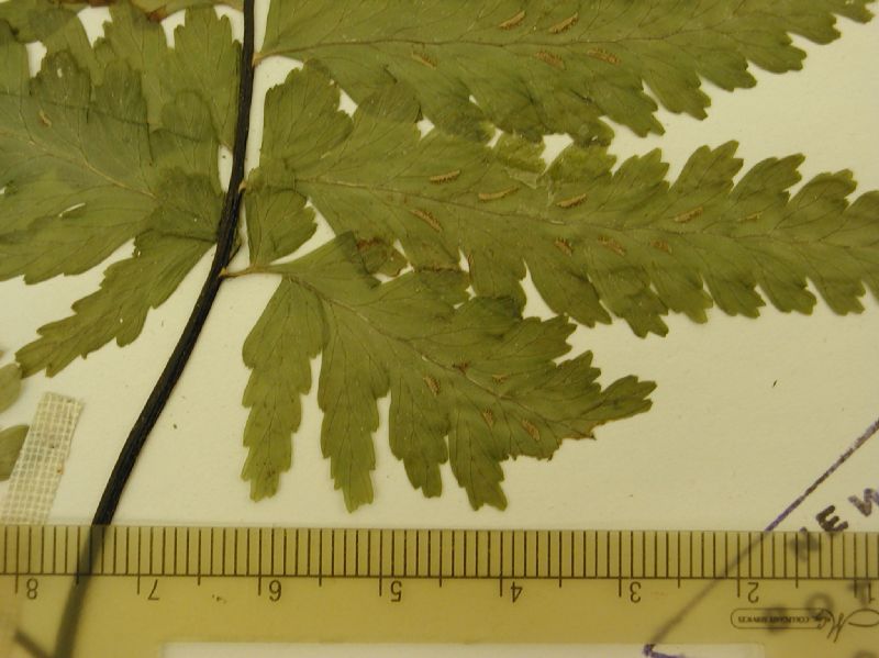 Aspleniaceae Hymenasplenium basiscopicum
