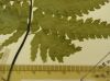 image of Hymenasplenium basiscopicum