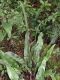 image of Elaphoglossum castaneum