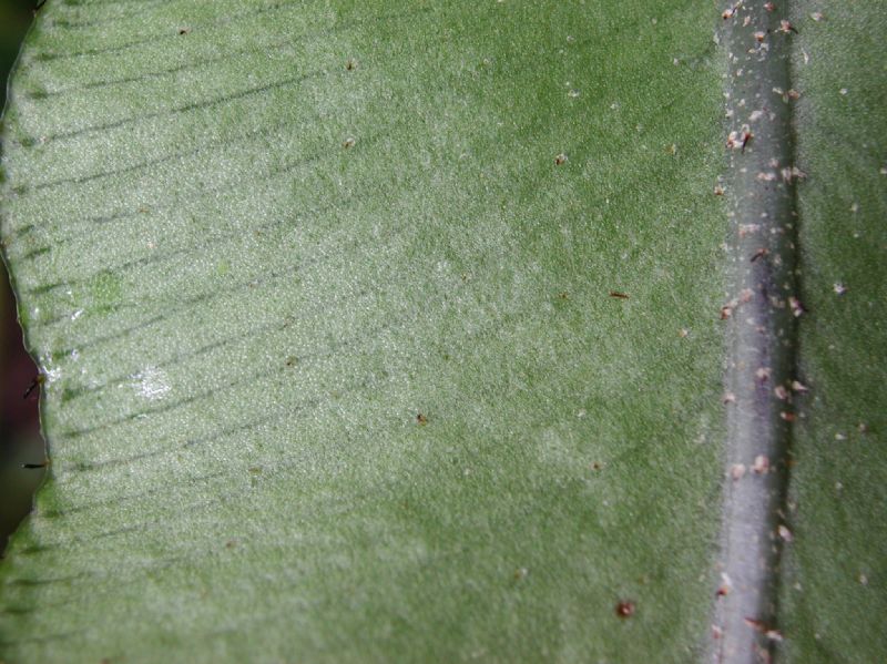 Dryopteridaceae Elaphoglossum castaneum