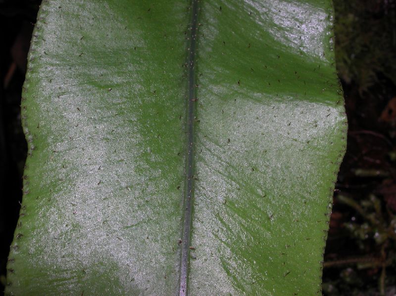 Dryopteridaceae Elaphoglossum castaneum