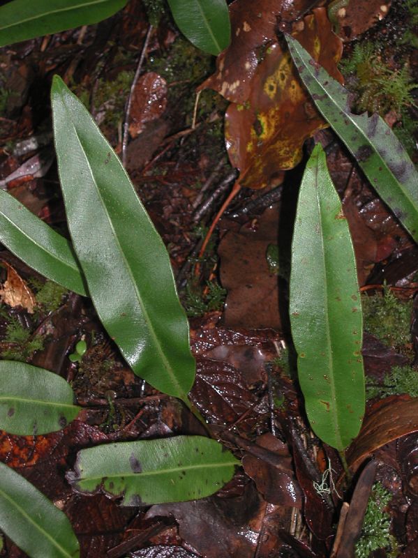 Dryopteridaceae Elaphoglossum conspersum