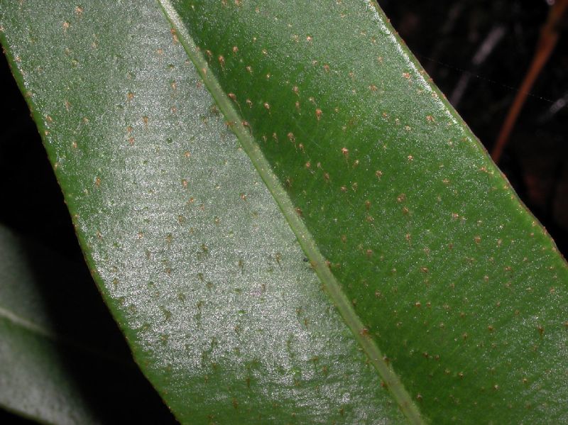 Dryopteridaceae Elaphoglossum conspersum