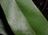 image of Elaphoglossum conspersum