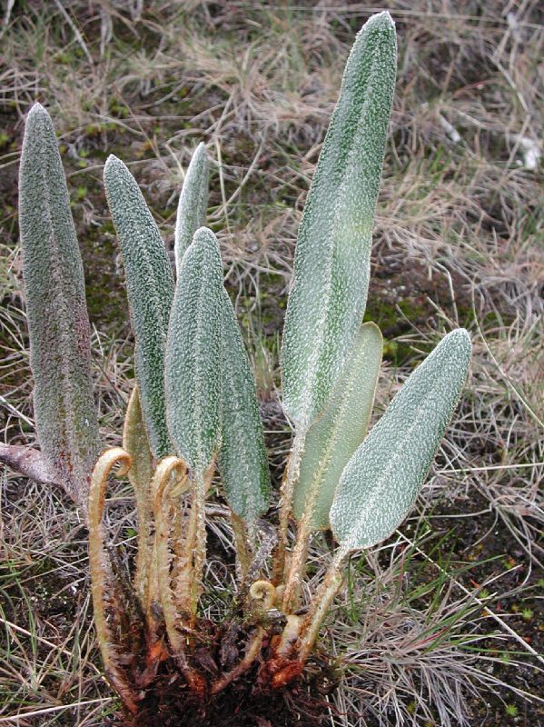 Dryopteridaceae Elaphoglossum bellermannianum