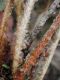 image of Elaphoglossum bellermannianum